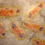 Bild: E-coli [Escherichia] (© Christel Siede)